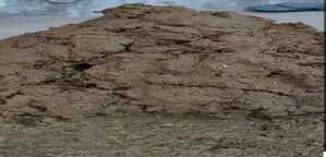 Cow Dung