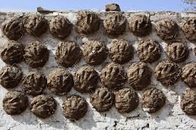Cow Dung